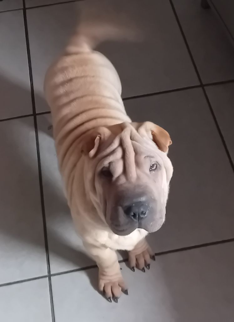 Des senteurs d'opium - Chiot disponible  - Shar Pei