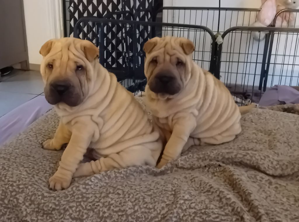 Des senteurs d'opium - Chiot disponible  - Shar Pei