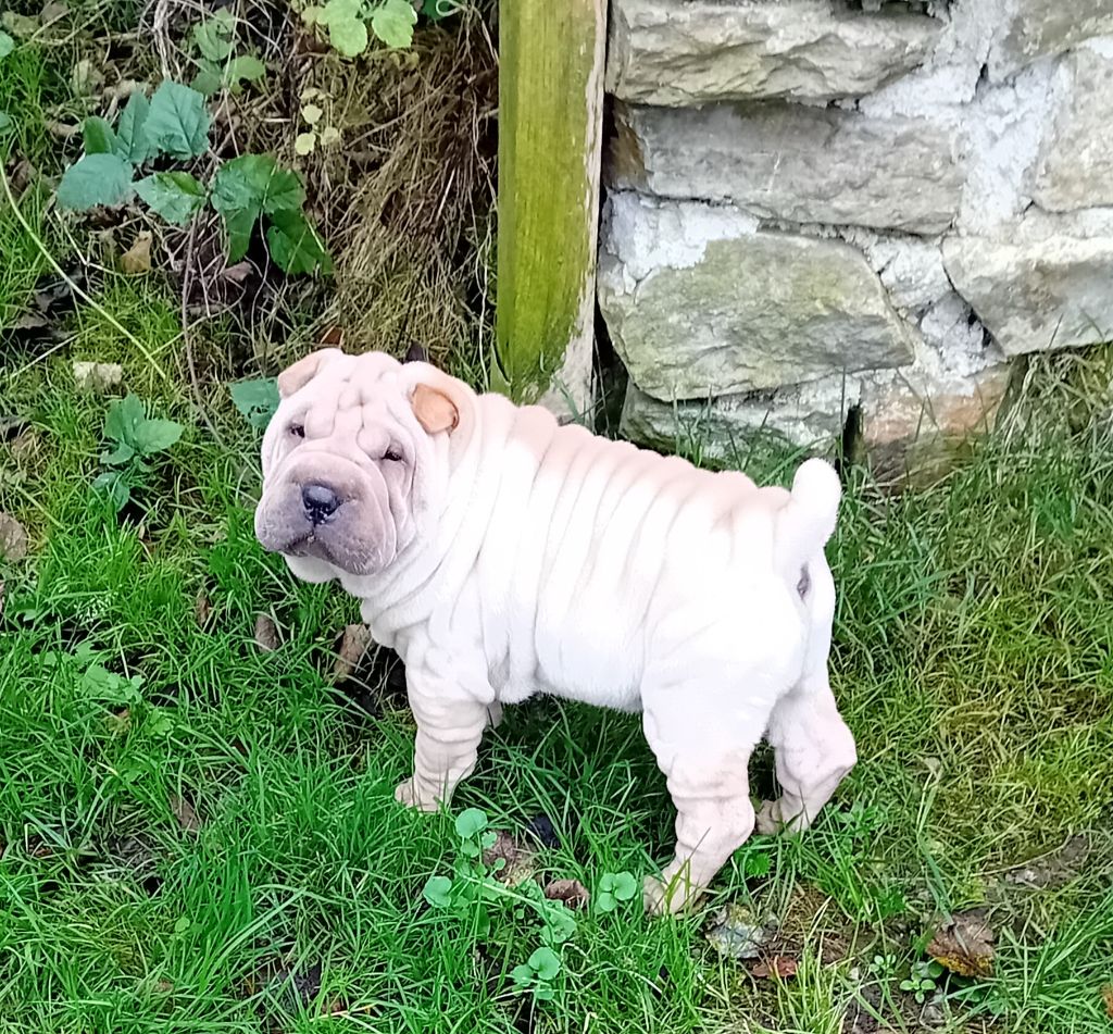 Des senteurs d'opium - Chiot disponible  - Shar Pei