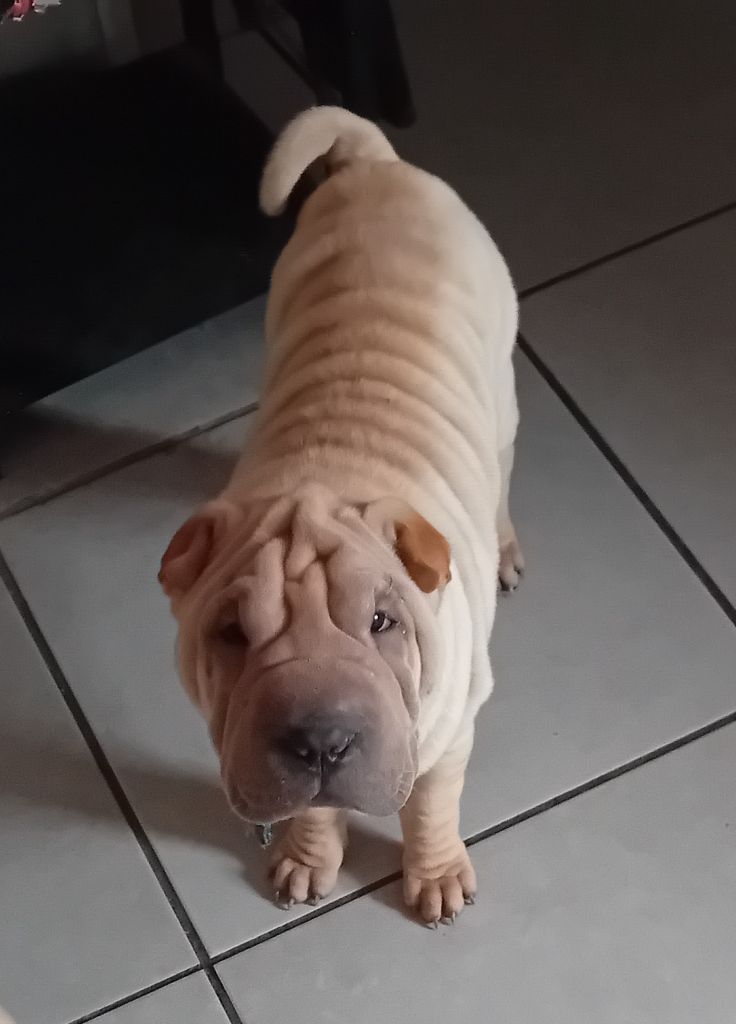 Des senteurs d'opium - Chiot disponible  - Shar Pei