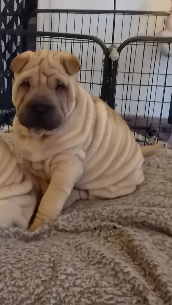 Des senteurs d'opium - Chiot disponible  - Shar Pei