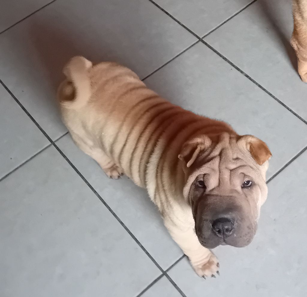 Des senteurs d'opium - Chiot disponible  - Shar Pei