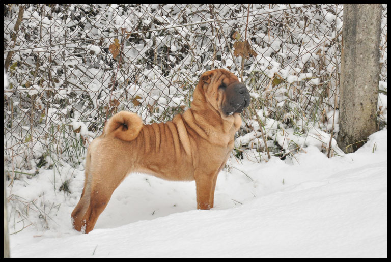 Edition limitée Des senteurs d'opium