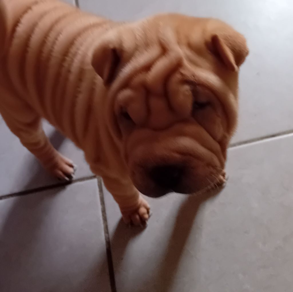 Des senteurs d'opium - Chiots disponibles - Shar Pei