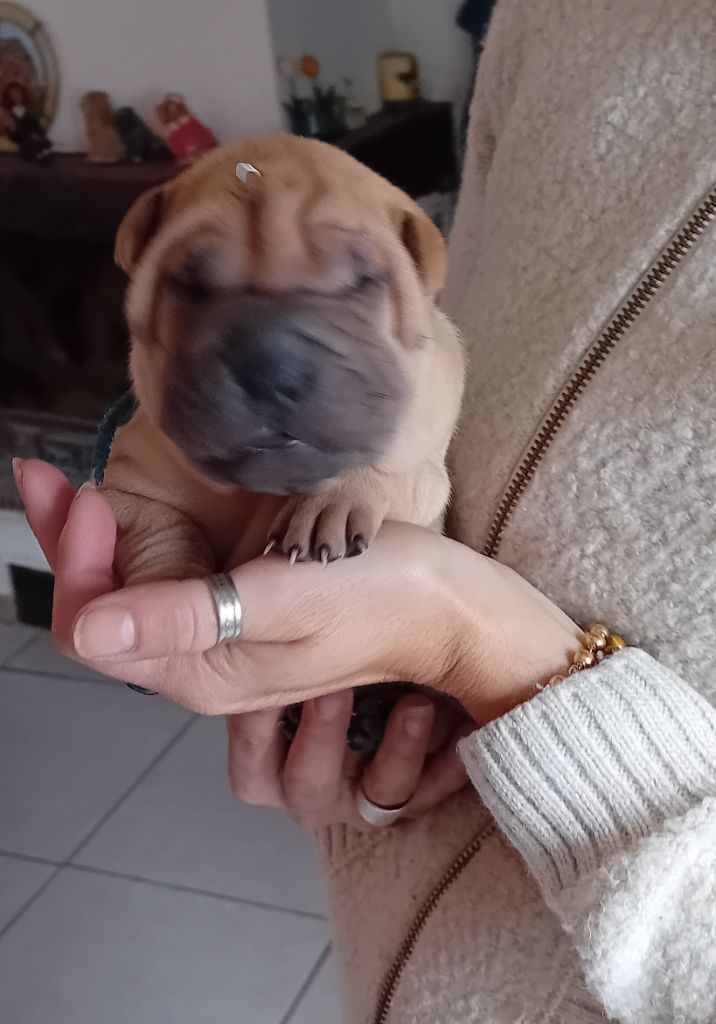 Des senteurs d'opium - Chiots disponibles - Shar Pei