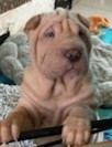 Des senteurs d'opium - Chiots disponibles - Shar Pei