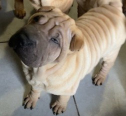 Des senteurs d'opium - Chiots disponibles - Shar Pei