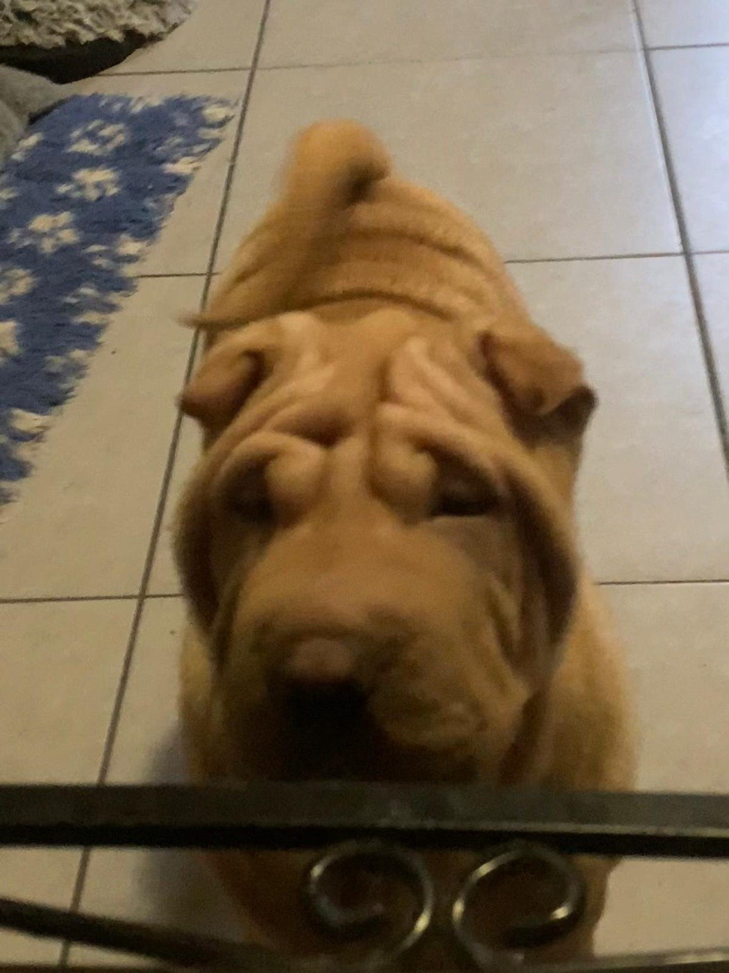 Des senteurs d'opium - Chiots disponibles - Shar Pei