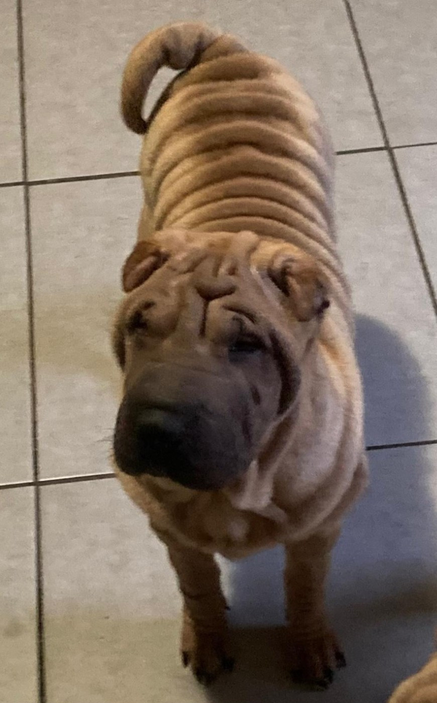 Des senteurs d'opium - Chiots disponibles - Shar Pei