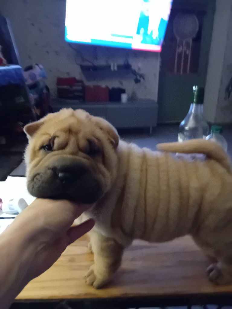 Des senteurs d'opium - Chiots disponibles - Shar Pei