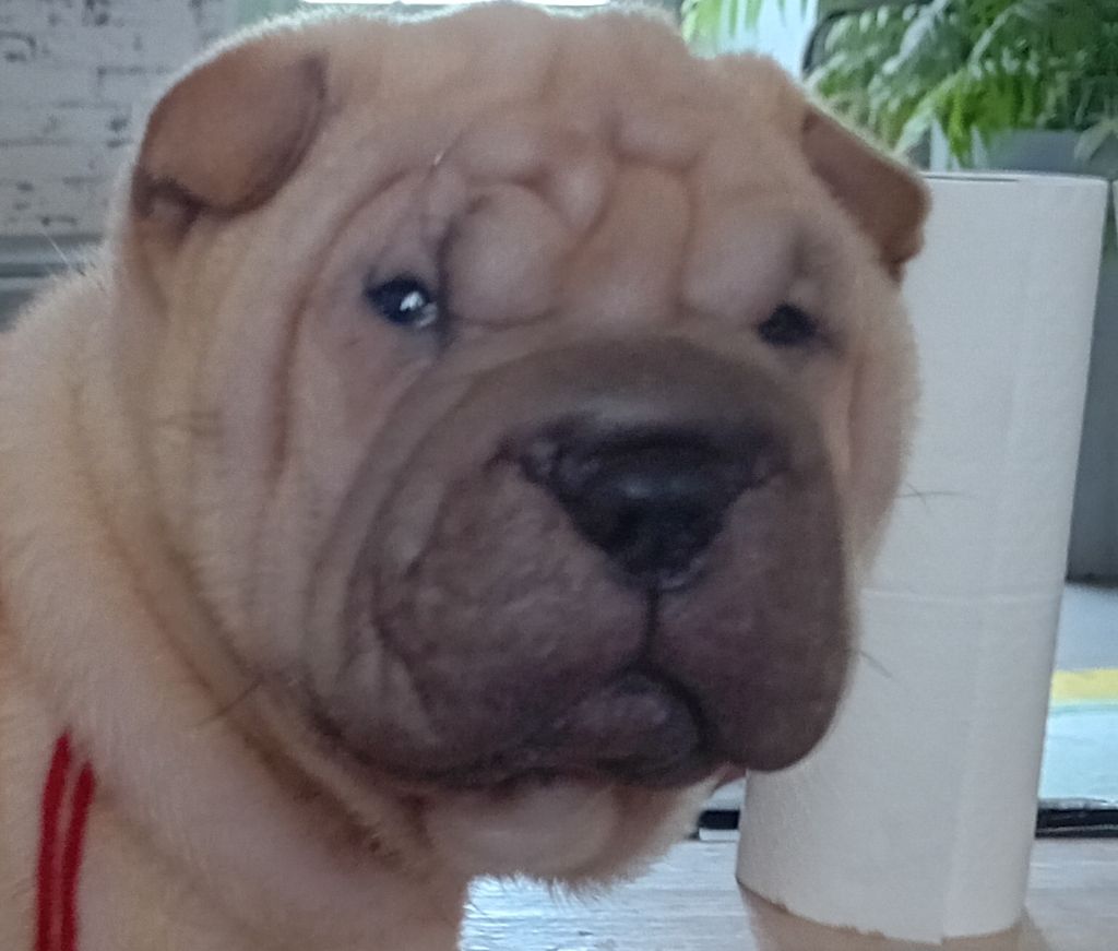 Des senteurs d'opium - Chiots disponibles - Shar Pei