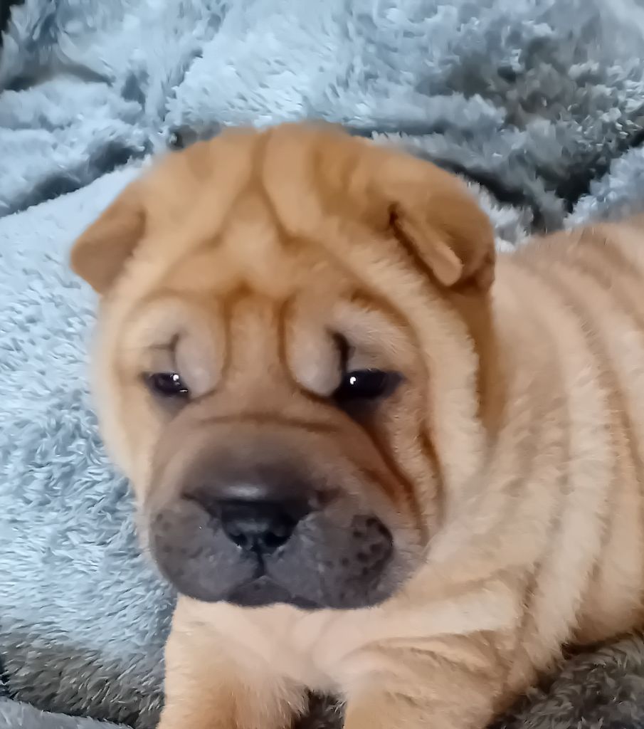 Des senteurs d'opium - Chiots disponibles - Shar Pei
