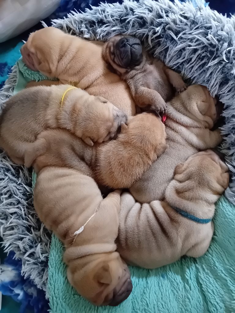 Des senteurs d'opium - Shar Pei - Portée née le 21/09/2025