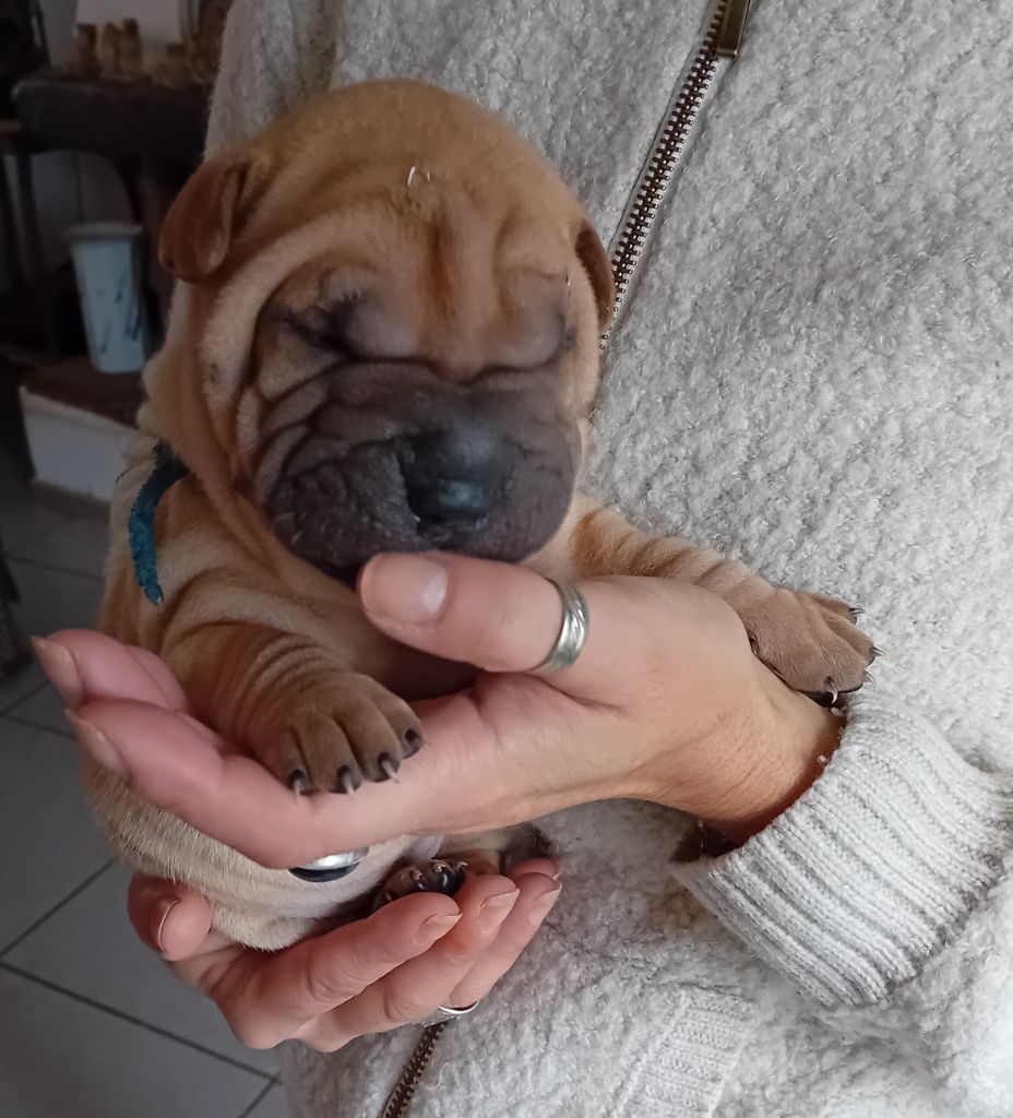 Des senteurs d'opium - Chiots disponibles - Shar Pei