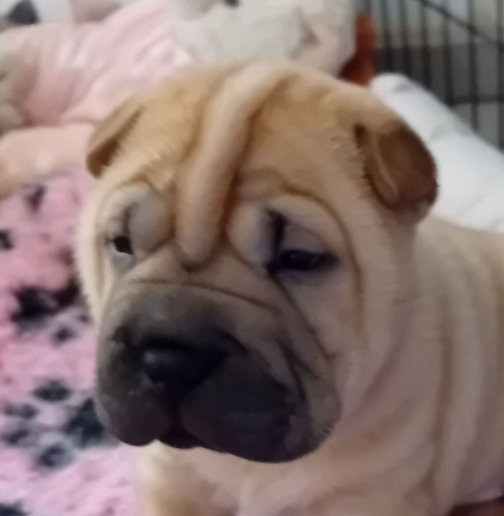 Des senteurs d'opium - Chiots disponibles - Shar Pei