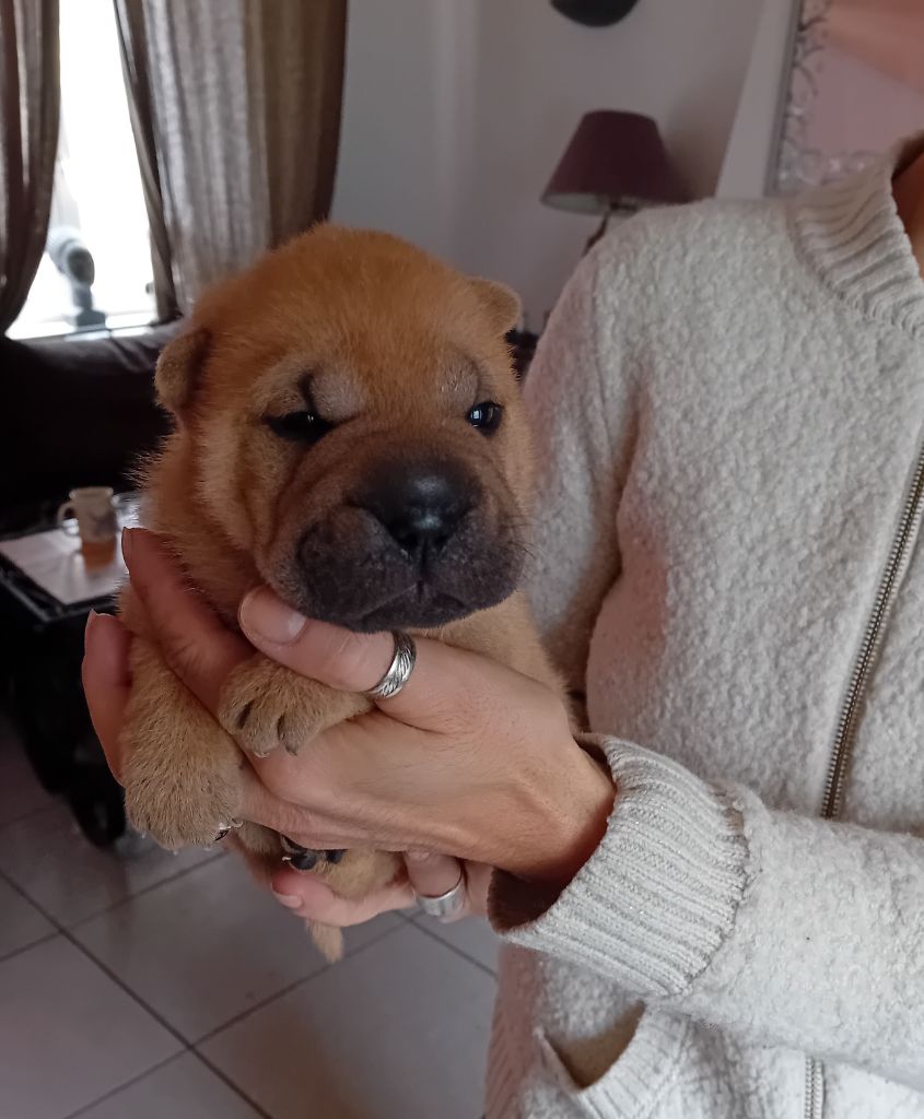 Des senteurs d'opium - Chiots disponibles - Shar Pei