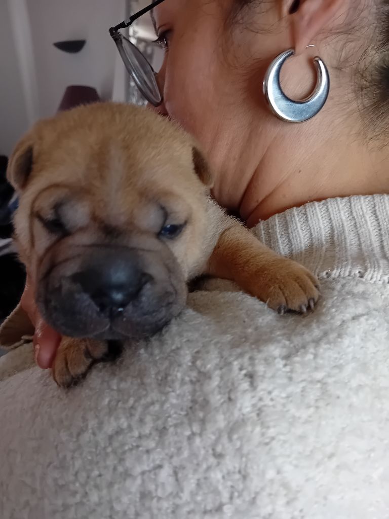 Des senteurs d'opium - Chiots disponibles - Shar Pei