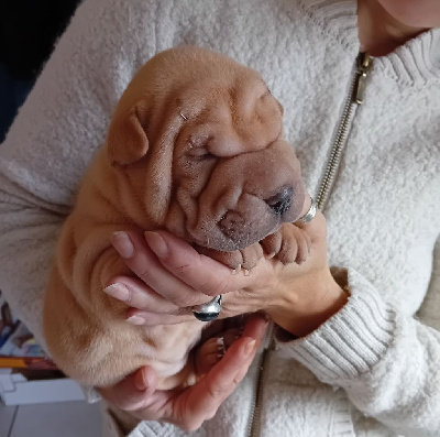 CHIOT 2