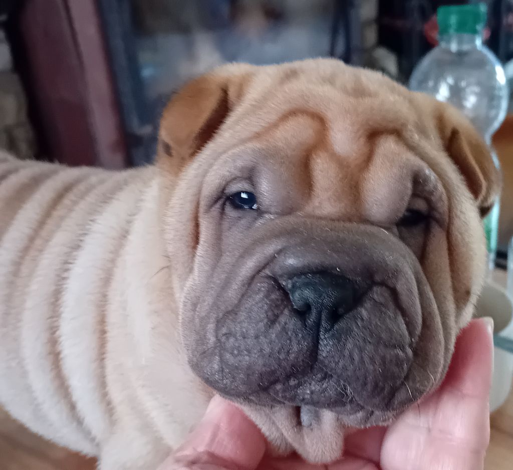 Des senteurs d'opium - Chiots disponibles - Shar Pei