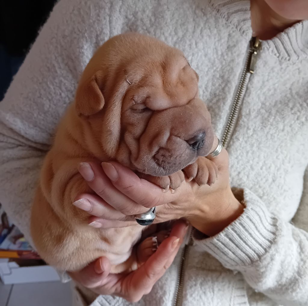 Des senteurs d'opium - Chiots disponibles - Shar Pei