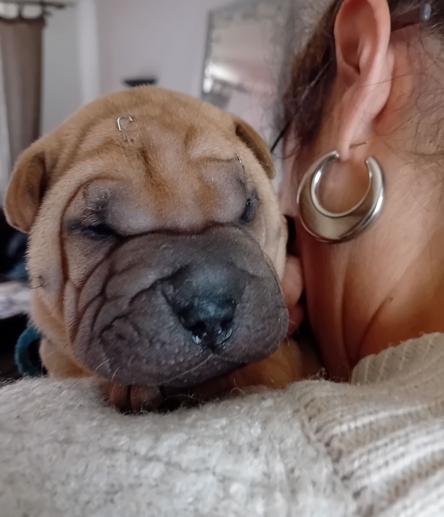 Des senteurs d'opium - Chiots disponibles - Shar Pei